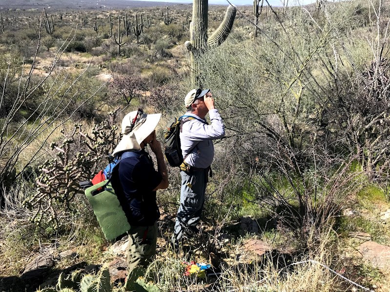 Adventure Scientists use clinometer to measure saguaro