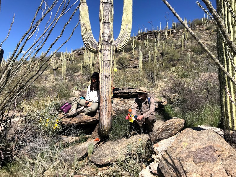 Taking a break near a saguaro