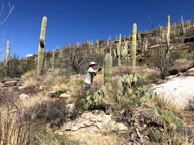 Adventure Scientist flags a saguaro Adventure Scientist flags a saguaro