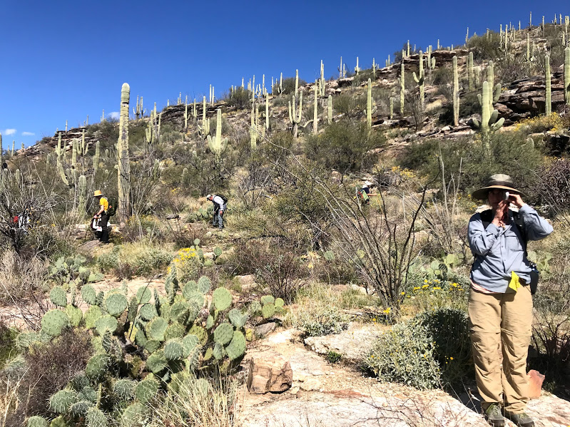 Adventure Scientist uses clinometer to measure saguaro