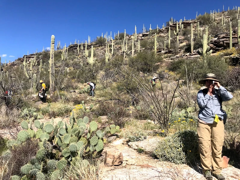 Adventure Scientist uses clinometer to measure saguaro Adventure Scientist uses clinometer to measure saguaro