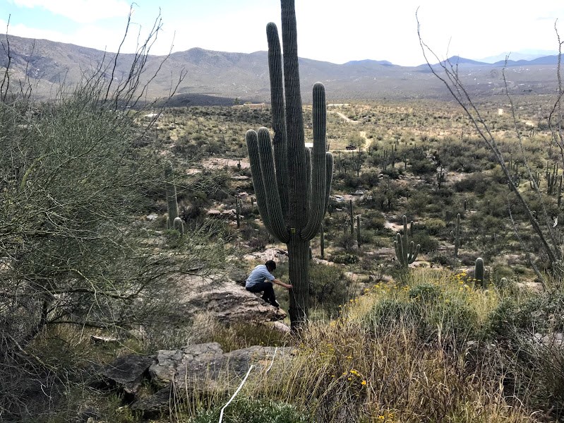 Adventure Scientist measures saguaro