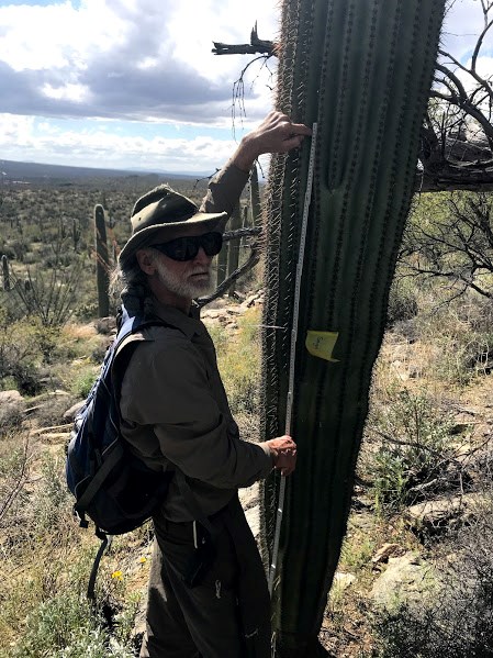 Adventure Scientist measures saguaro