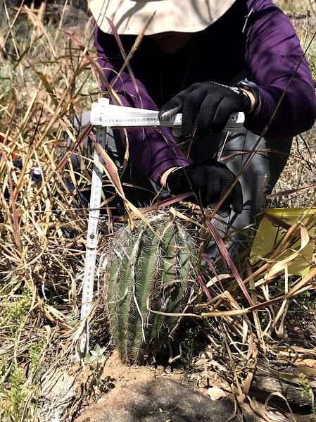 Adventure Scientist measures small saguaro