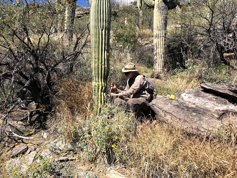 Adventure Scientist measures saguaro