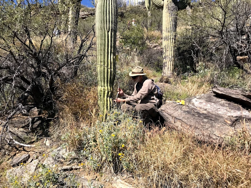 Adventure Scientist measures saguaro Adventure Scientist measures saguaro