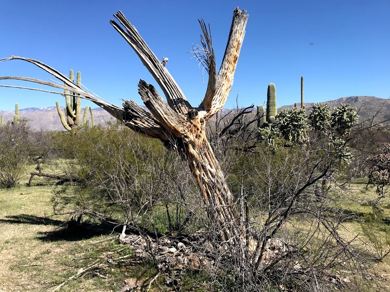 Dead saguaro skeleton
