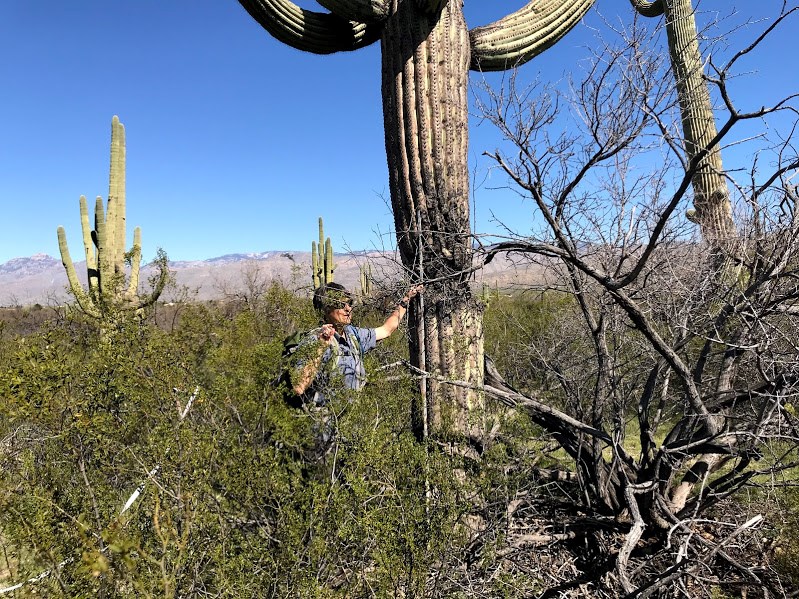 Adventure Scientist measures saguaro in dense vegetation