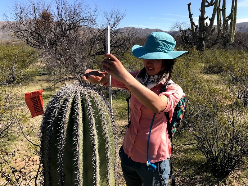 Adventure Scientist measures saguaro