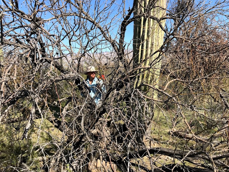 Adventure Scientist seen through mesquite branches
