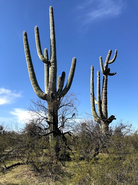 Large saguaro cacti