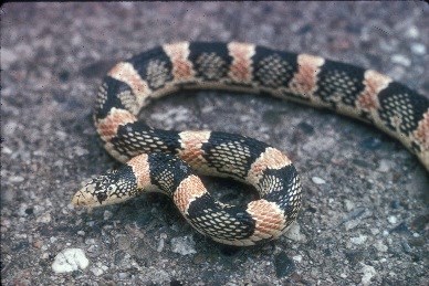 Snake with black and pink bands on asphalt.