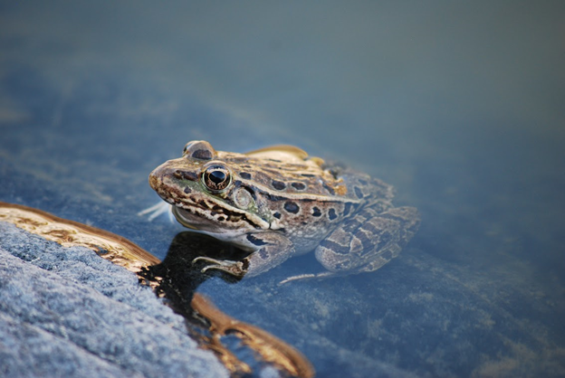 Green spotted frog sits at water's edge