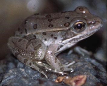 Gray frog with spots sits on a rock. Gray frog with spots sits on a rock.