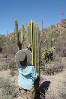 A person holds a yellow measuring tape up to a saguaro. A person holds a yellow measuring tape up to a saguaro.