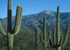 Several saguaros in a desert environment.  Each cactus has several long branches.