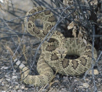 Tan snake with brown markings with head lifted off the ground in a natural setting.