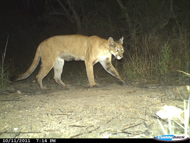 Image of a mountain lion captured by a wildlife camera trap walking through a sandy area at night. Camera model: Cuddeback. Date: 10/11/2011. Time: 7:14 pm.