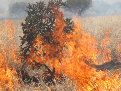 Buffelgrass burns hot enough to kill native plants and animals.