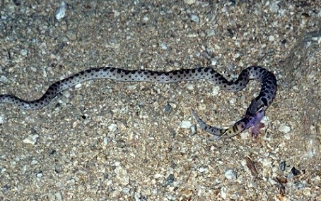 Light colored snake with black spots on a gravel background.