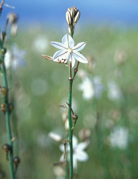 Onionweed flower J Randall