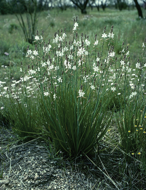 Onionweed plant USDA