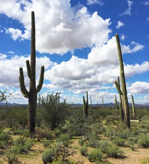 Native Sonoran Desert landscape.