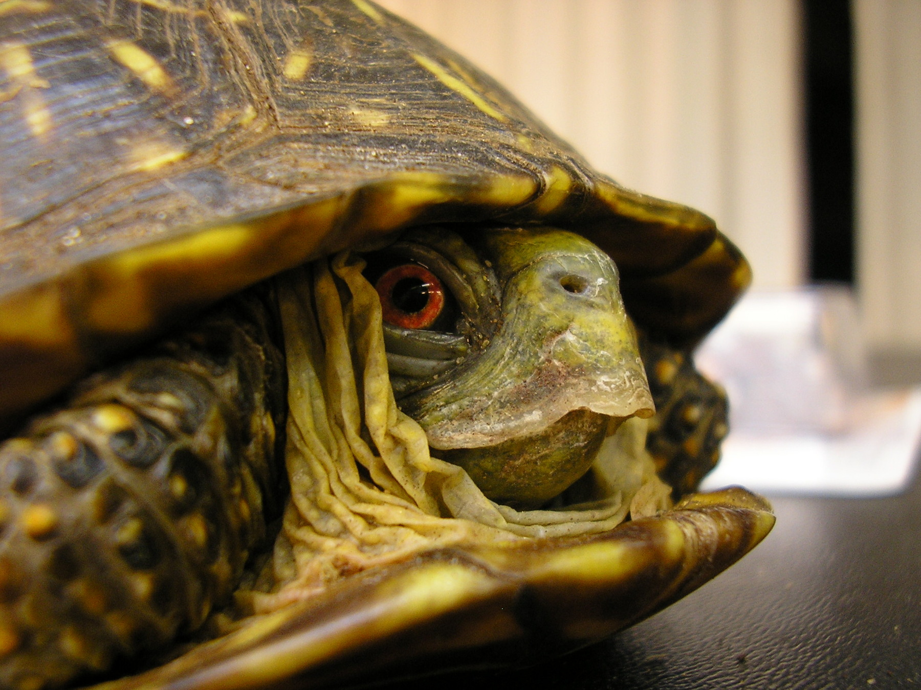 Turtles and Tortoises - Saguaro National Park (U.S. National Park Service)
