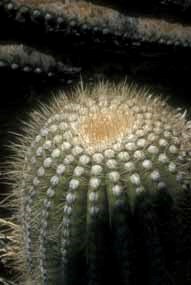 young saguaro cactus