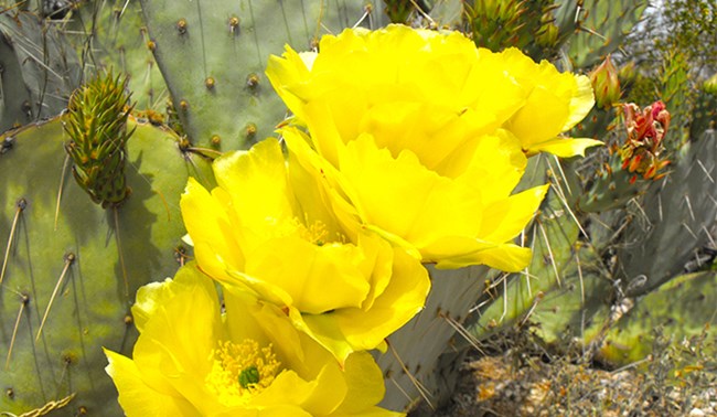 Yellow flowers on top of prickly pear cactus