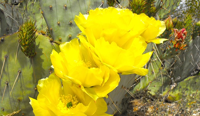 Yellow flowers on top of prickly pear cactus