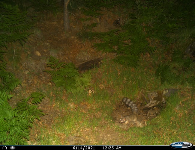 A ringtail captured by a camera trap at a spring site at night.