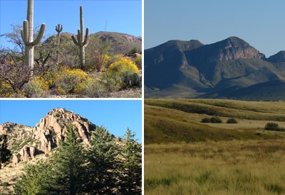 Top left: saguaros and yellow flowered bushes in a desert setting
Right: grassland in front of mountains
Bottom left: Evergreen trees with rocky mountain back drop