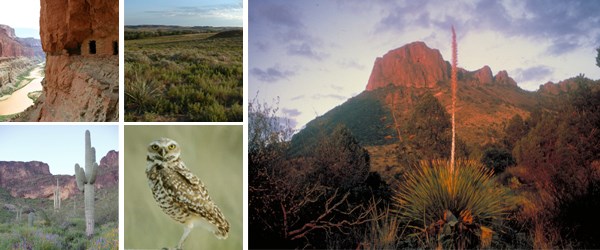 Small upper left: cliff dwelling in red rock cliff
Small upper right: desert view
Small lower left: saguaro cactus in a desert scene
Small lower right:  an owl faces the camera
Large right photo: desert view and mountains