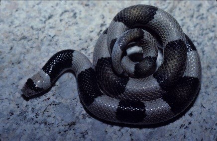 Snakes - Saguaro National Park (U.S. National Park Service)