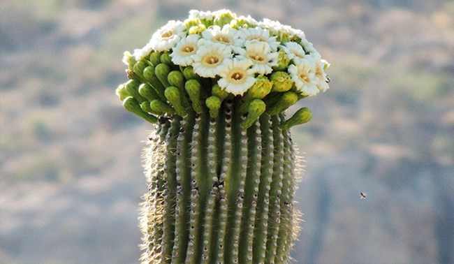 Saguaro top filled with white flowers