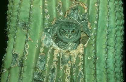 owl in cavity created by gila woodpecker or gilded flicker
