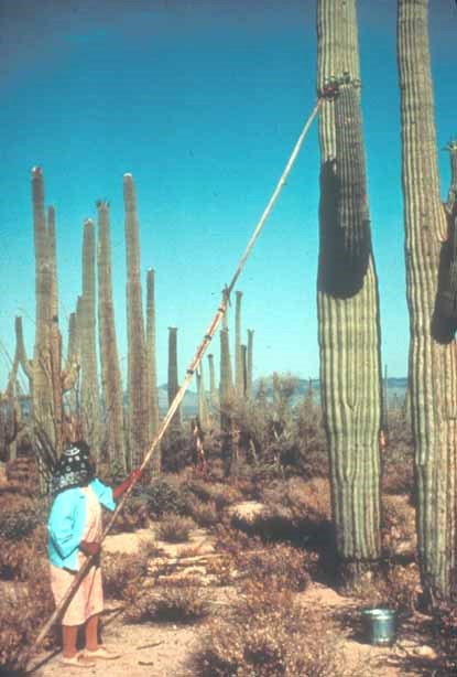 saguaro fruit harvesting