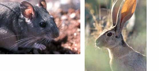 Packrats and jackrabbits munch on young saguaros to get moisture.  Unlike humans, they can deal with the acid in the juices.