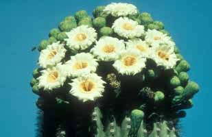 Saguaro cactus top in bloom.  White color makes it easy for night-pollinators such as bats to locate the flowers.