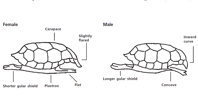 tortoise shell