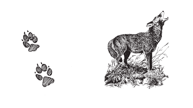 coyote tracks