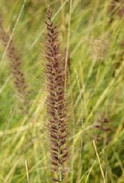 grass fountain seed head park