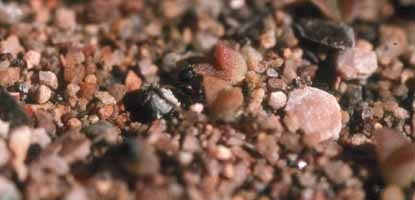 Close up of small red plant in red and brown sand.