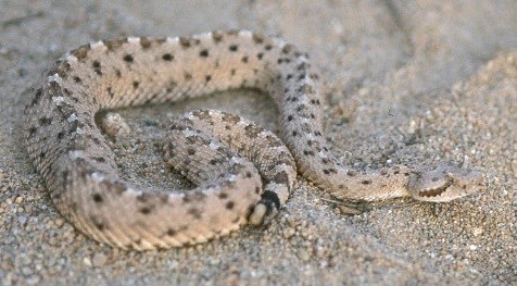 Tan snake with brown spots on a sandy background.
