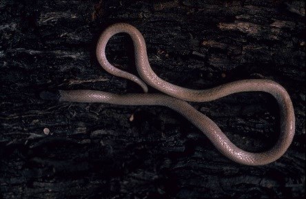 Pinkish-brown snake with a dark head on a dark background