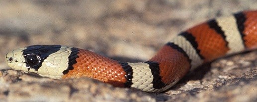 Close up of a snake with beige, orange, and black bands