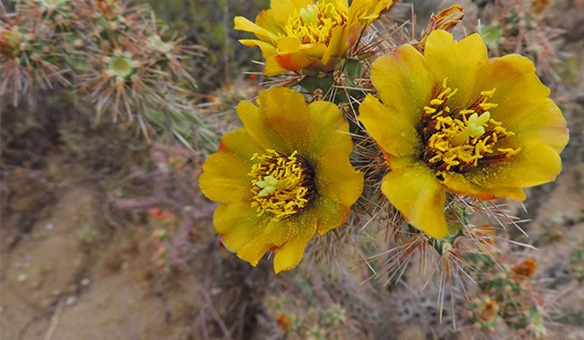 Staghorn cholla cactus