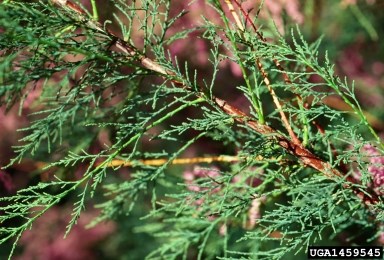 Close up of a tamarisk branch with text "UGA1459545" in the lower right corner.