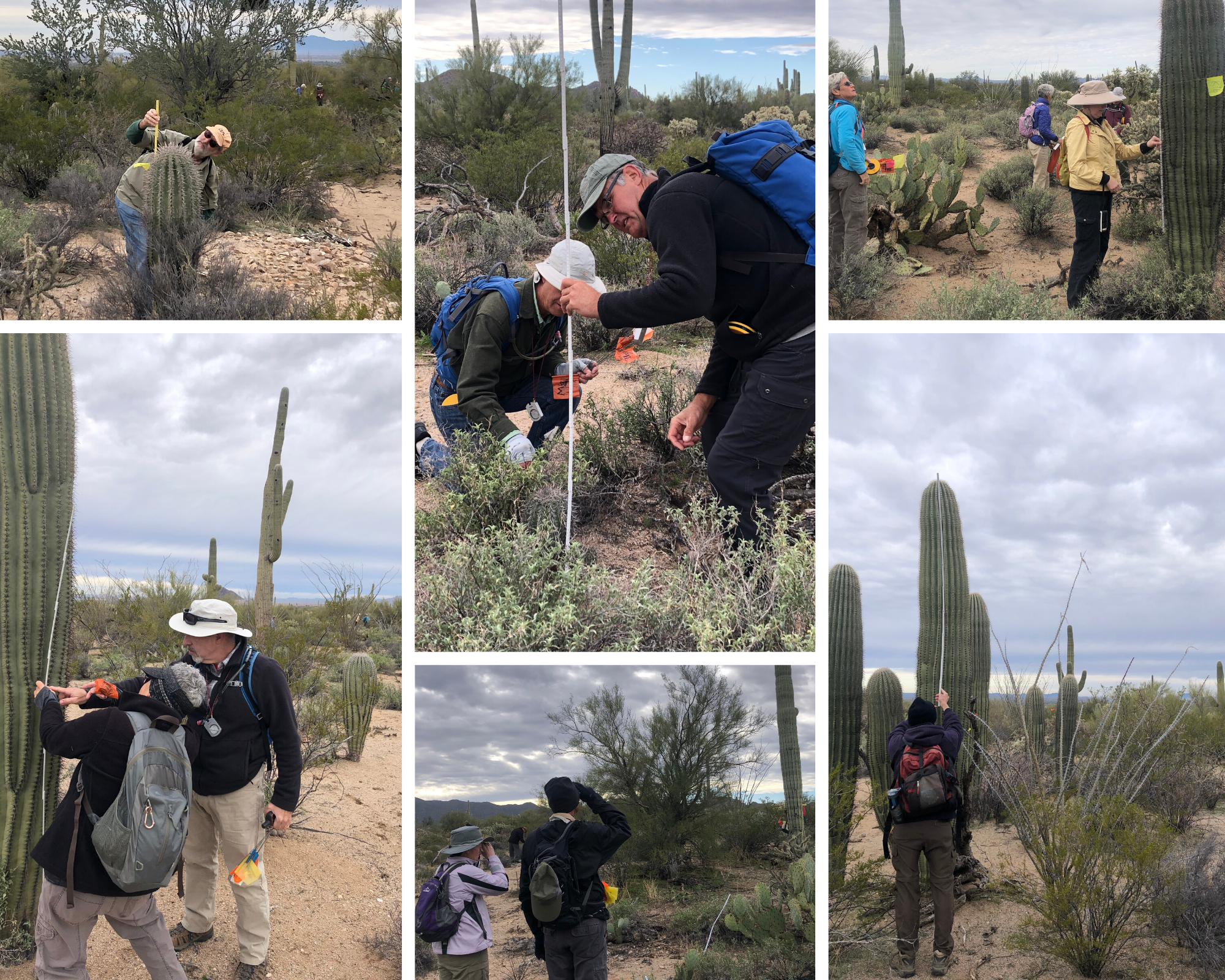 Photo collage of volunteers on the plot measuring saguaros.